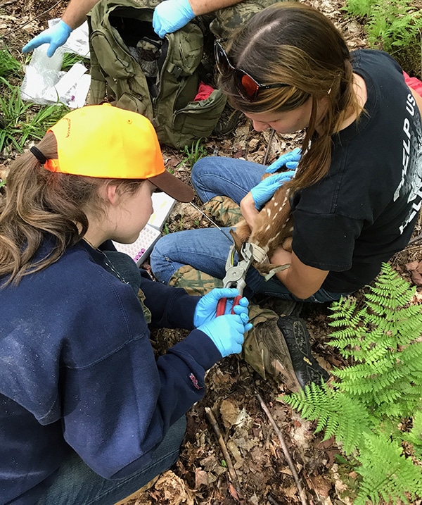 QDMA intern Jackie Rosenberger is working on a fawn survival study in Pennsylvania