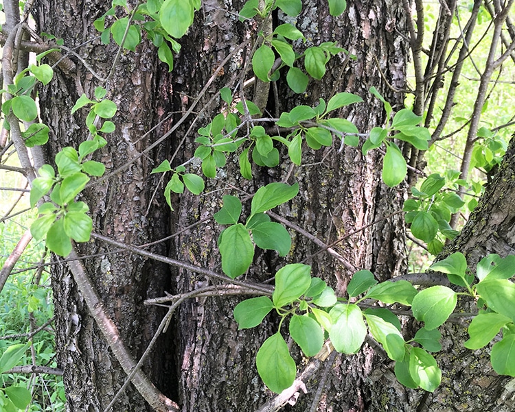 Buckthorn Bark | National Deer Association