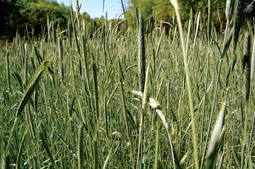 Deer do not prefer to eat the seed heads of mature rye, as they do with awnless varieties of wheat. Thus, when blending cereal grains with perennials for extended nutritional benefits, it’s best to choose wheat.