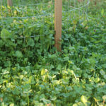 NDA’s Guide to Clover Food Plots