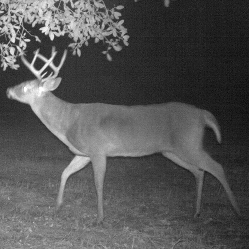 On my family's hunting land in the Coastal Plain of Georgia, this buck is easily 5.5-plus. But whether he's 5, 8 or 15 makes no difference: He's a shooter.
