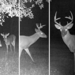 The Most Important Buck to Pass is the Easiest to Age