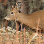 Yearling-Buck Dispersal: How Far, How Fast, How Many?