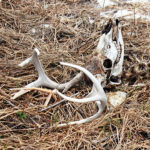 What Killed That Deer? These 8 Points of Evidence Might Solve the Mystery