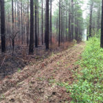 The Best Fire Frequency for Deer Habitat