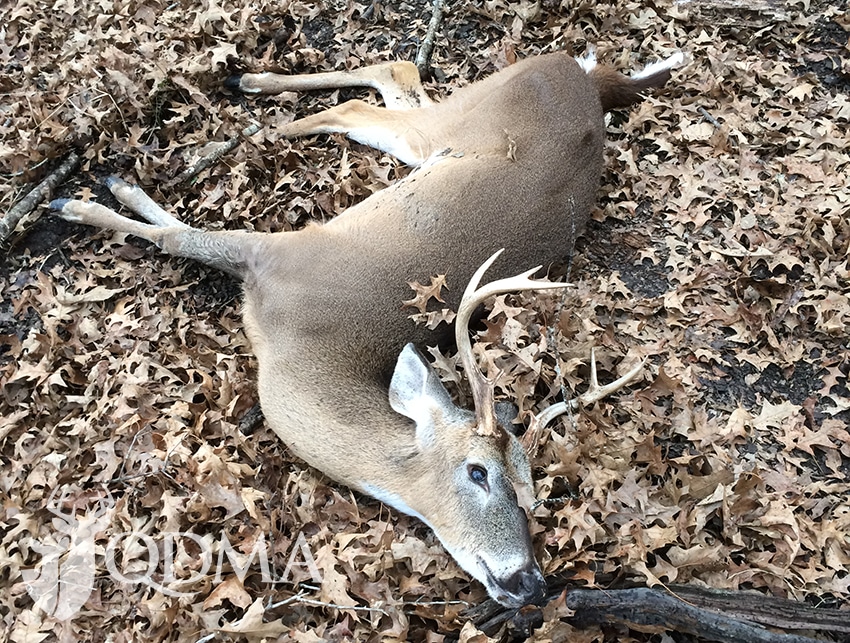 Deer Antlers Couldn't Grow So Fast Without These Genes - The New York Times