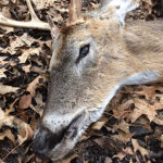 Yes, CWD Kills Deer. A Mississippi Hunter Watched It Happen.