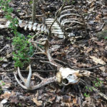 The Mystery of the Tangled-Up Buck