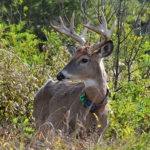 Are Deer Evolving Resistance to CWD?