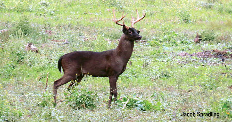 black whitetail deer buck