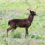 Melanistic Whitetails: How Rare Are Black Deer?