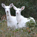 The Seneca White Deer Herd