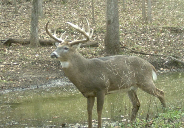 Cwd Deer Qdma Lead | National Deer Association