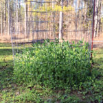Recover From Food Plot Failure by Planting a Salvage Plot