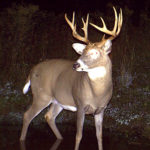 How to Find Next Season’s Buck in Last Season’s Trail-Cam Photos