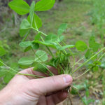 Annuals, Perennials or Both for Food Plots? How to Choose Wisely