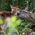 Fawns are the Fix for Most Deer-Hunting “Mistakes”