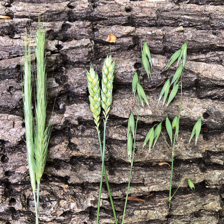 Food Plot Species Profile Oats NDA