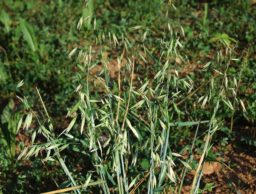 Planting oats for deer information