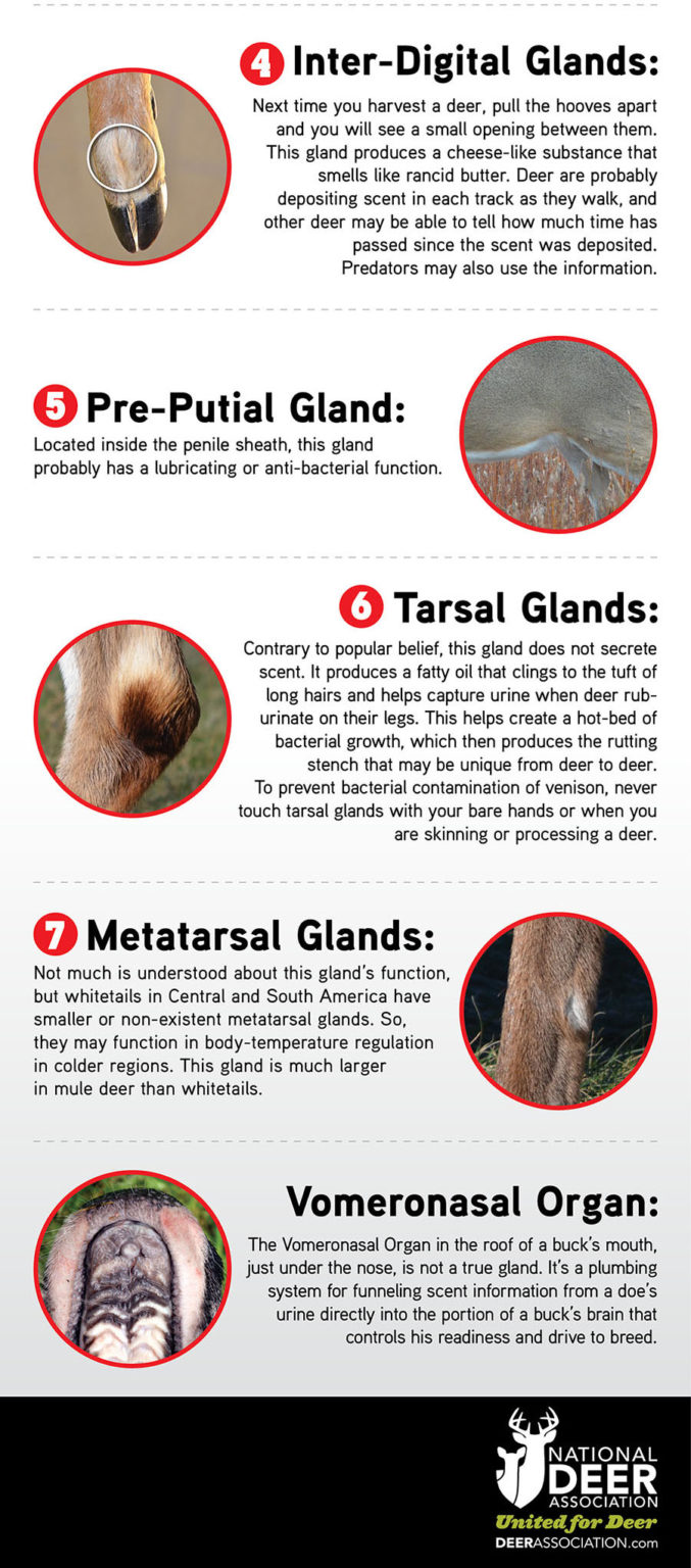 Meet the 7 Glands of the Whitetail — and a Bonus Organ! National Deer