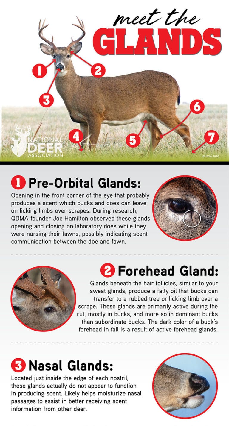Meet the 7 Glands of the Whitetail — and a Bonus Organ! National Deer