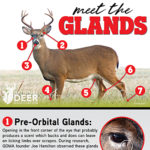Meet the 7 Glands of the Whitetail — and a Bonus Organ!