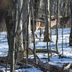 Vanishing Sheds, Acorn Thieves, Fire Forage and More Deer Science