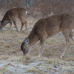 Action Alert: Support Maine’s Proposed Antlerless Deer Permit System