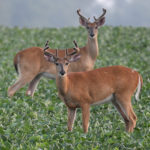 Which food plot crops do deer prefer, and why?