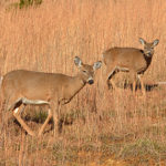 Action Alert: Iowa SF 581 – Deer Population Management