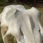 An Unusual Buck Skull Shows Us the Starting Line for Antler Growth