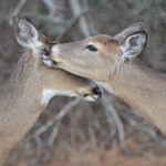 NDA Provides Comments on Virginia Proposed CWD Regulation Changes