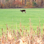 Food Plot Screening Cover for Better Deer Hunting