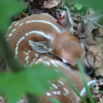 The Science of Fawn Survival: Leave It Where You Found It