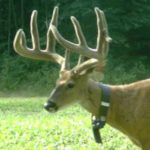 Should You Shoot a Deer Wearing a Tracking Collar?