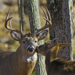 Cold Fronts May Get Hunters On Their Feet, But Bucks Answer a Different Call