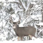 Action Alert: IDFG Seeking Comments on CWD-Related Season Changes
