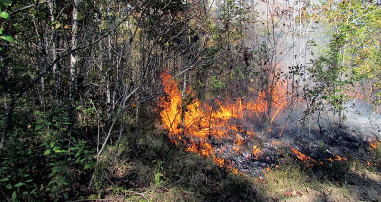 Fresh Tips on Using Fire for Better Deer Habitat | National Deer ...