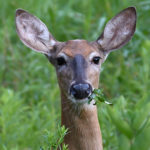 Deer Diet Breakdown: What Do Deer Eat?