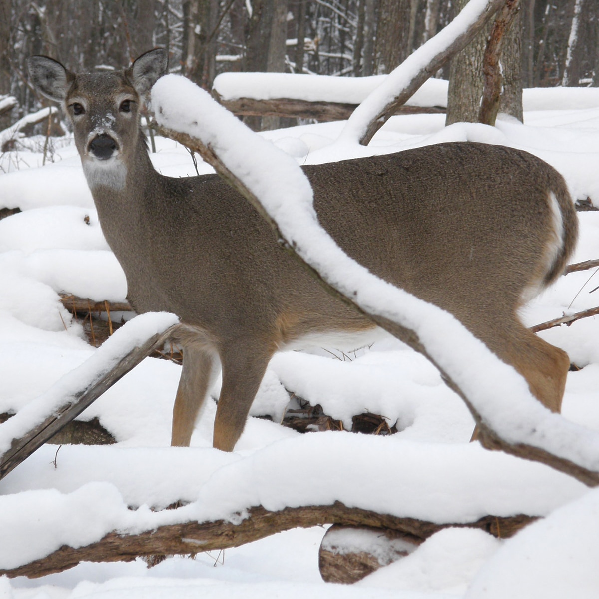 What to Feed Deer in Winter, and What NOT to Feed