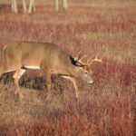 NC Wildlife Resources Commission Hosting CWD Q&A