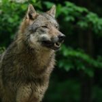 NDA Joins Conservation Partners in Urging Scientific Wolf Management