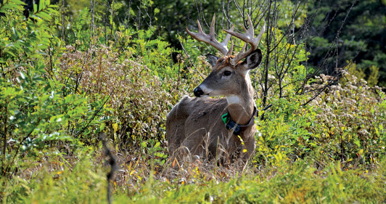 The 20 Biggest Deer Research Discoveries of the Last Decade