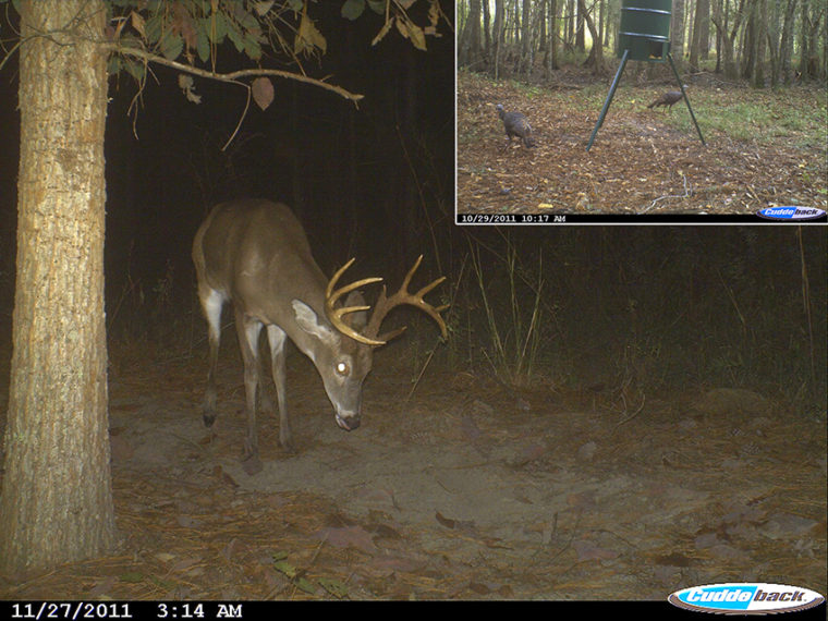 home made mineral lick for deer