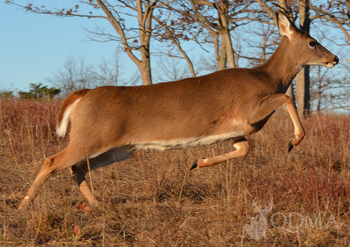 How Far Can a Deer Run After Being Shot?