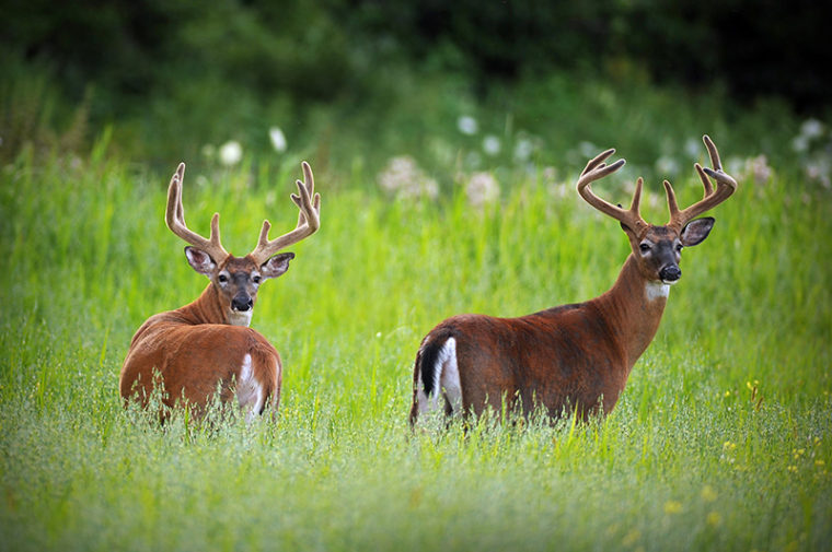 CWD Roundup – May 2022 | National Deer Association