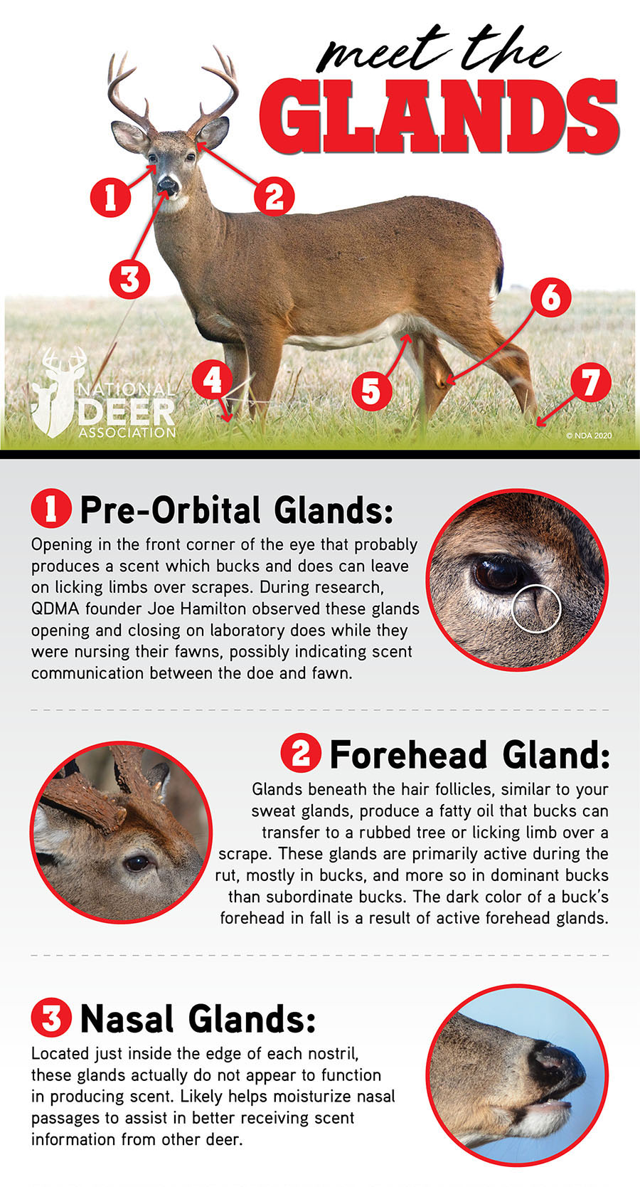 Meet the 7 Glands of the Whitetail — and a Bonus Organ! | National Deer  Association