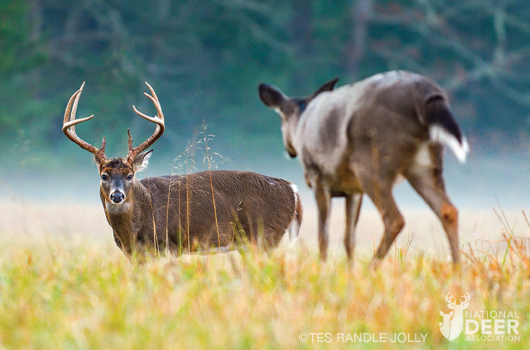 The Oldest Deer on Earth  National Deer Association