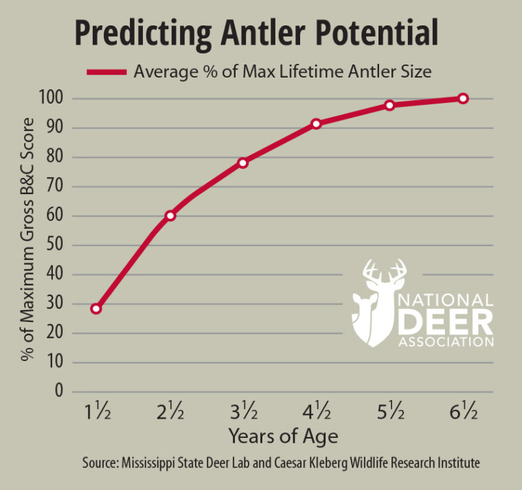 NDA Predicting Antler Potential web Will He Be a Good One Next Year?