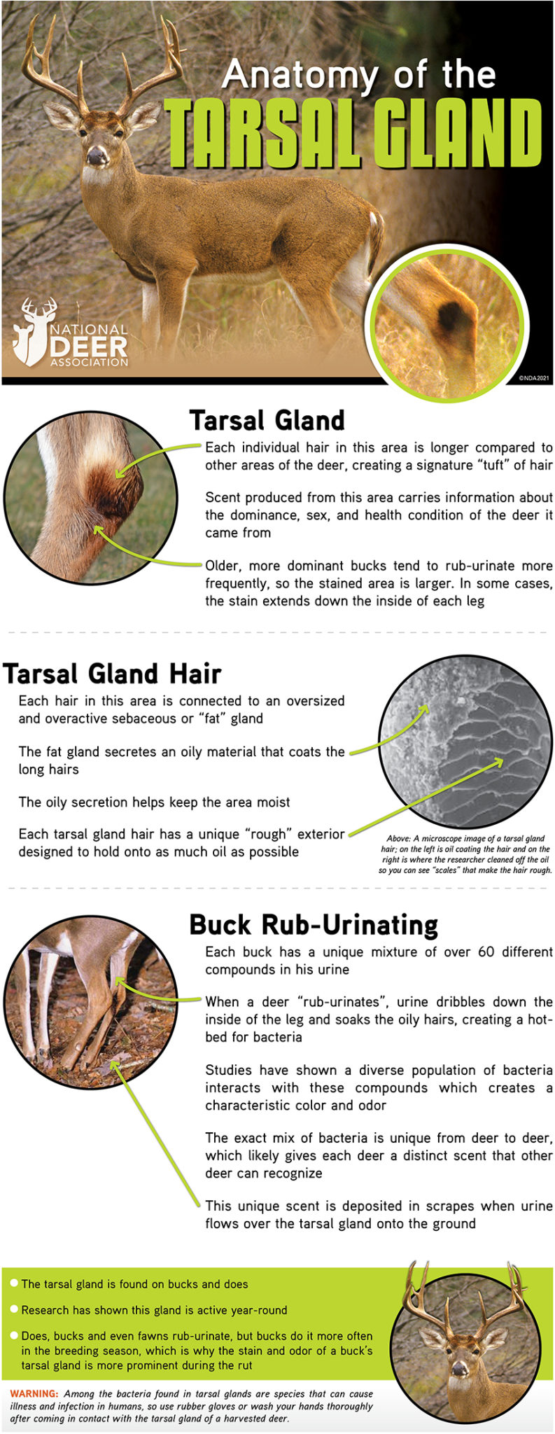 Tarsal Gland Infographic For  National Deer Association